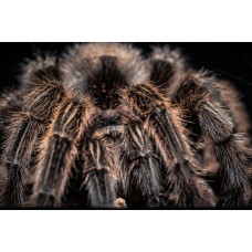 Tarántula rosa - Grammostola rosea